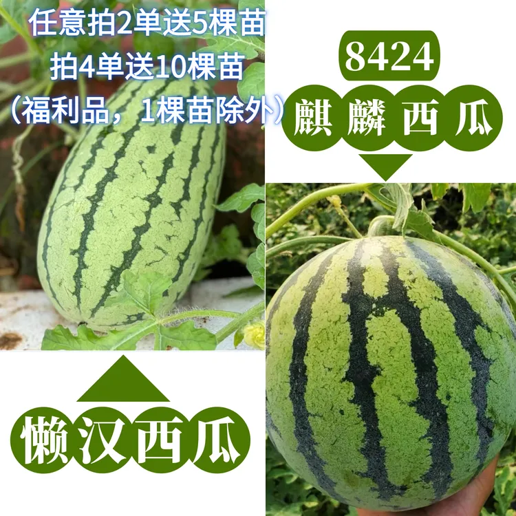 【清仓西瓜苗】嫁接8424特甜麒麟超甜无籽美都西瓜秧苗盆栽地载种