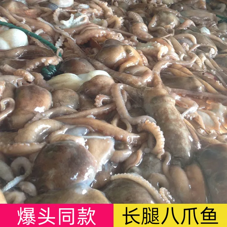 新鲜八爪鱼鲜活冷冻章鱼长腿八抓鱼大爆头捞汁小海鲜八带鱼望潮