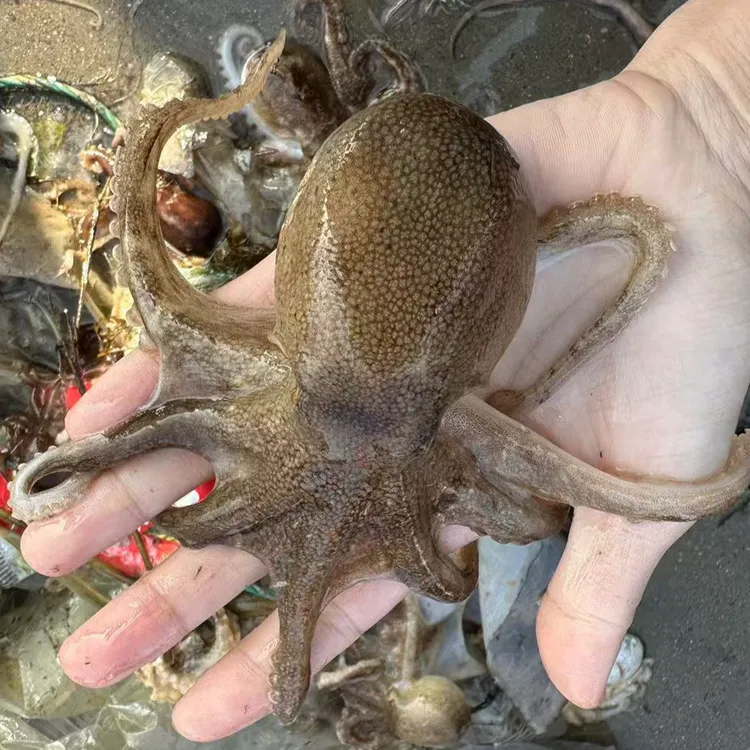 渤海湾精品短腿八爪鱼 八带蛸2/4斤