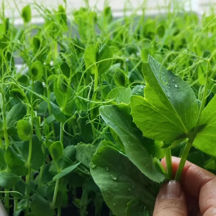 脆嫩清香荷兰豆苗种子无须豆苗吃苗专用豆苗种子无渣无须豆苗种子