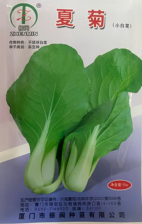 振闽夏菊小白菜不结球白菜杂交品种耐热耐雨水甜嫩可口
