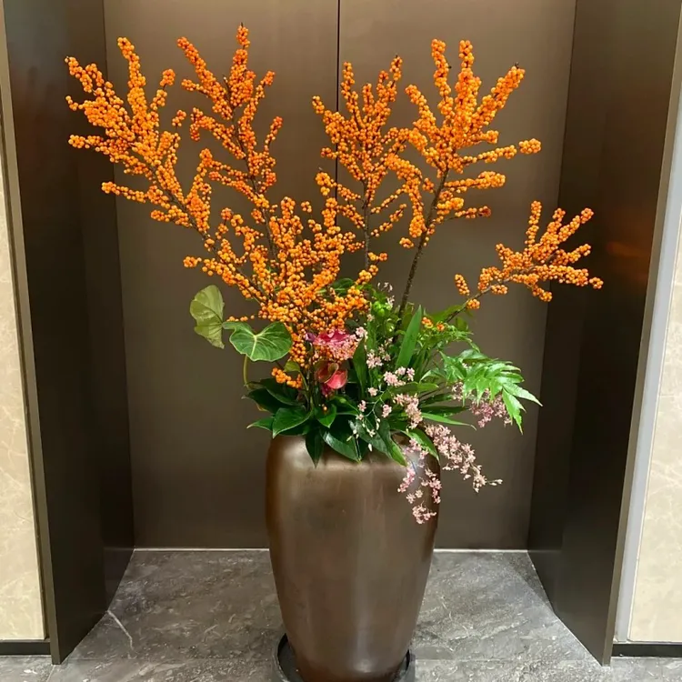 北美冬青冬黄盆栽树苗带黄色果橙色果年宵花老桩盆景室内耐寒花卉