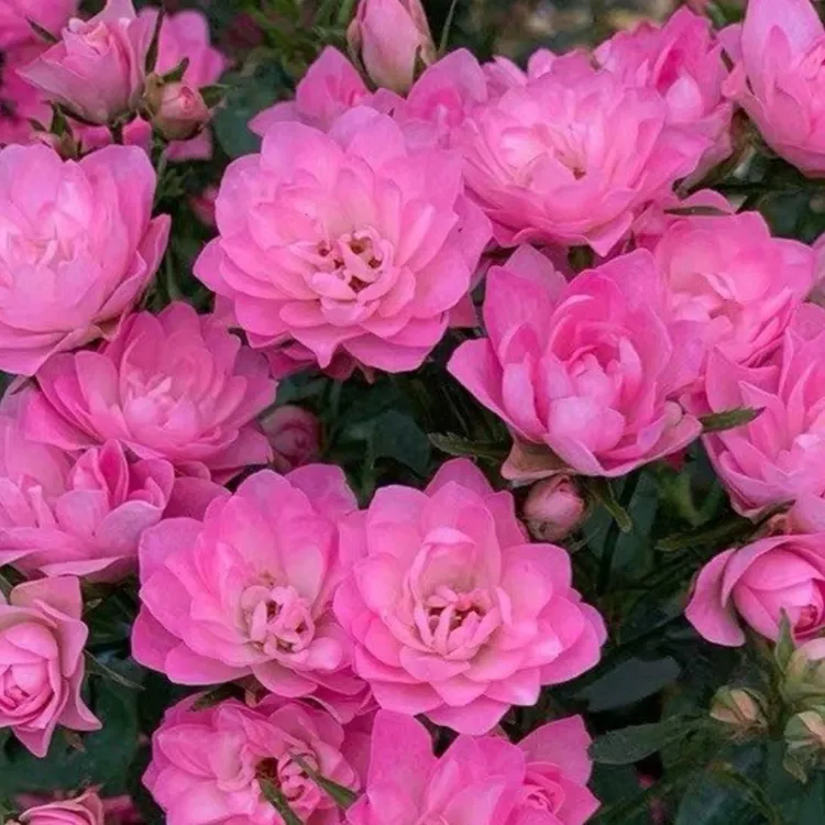 阳台盆栽植物天荷繁星月季花苗微型多头灌木玫瑰多季开花耐寒耐热