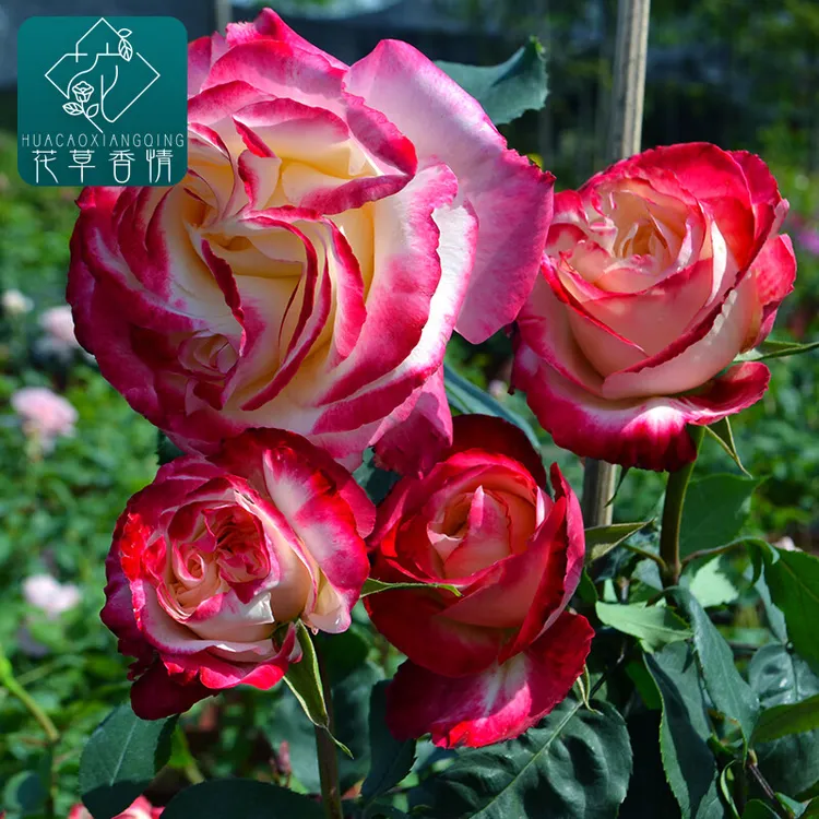景媚红双喜月季花苗大花浓香阳台庭院四季开花绿植物盆栽花园花卉