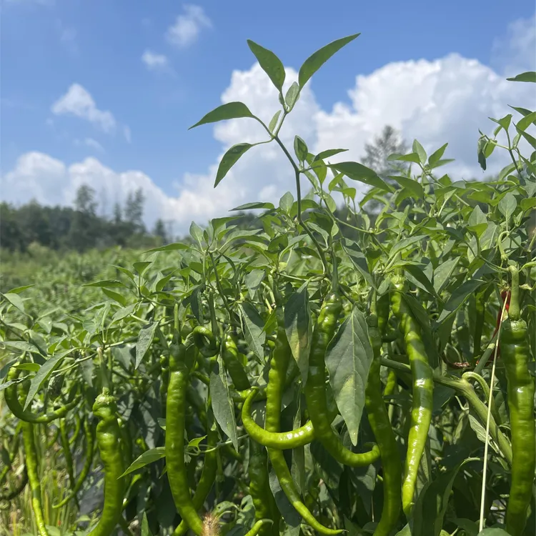 湖南湘西高山露天种植新鲜特辣螺线椒产地直发