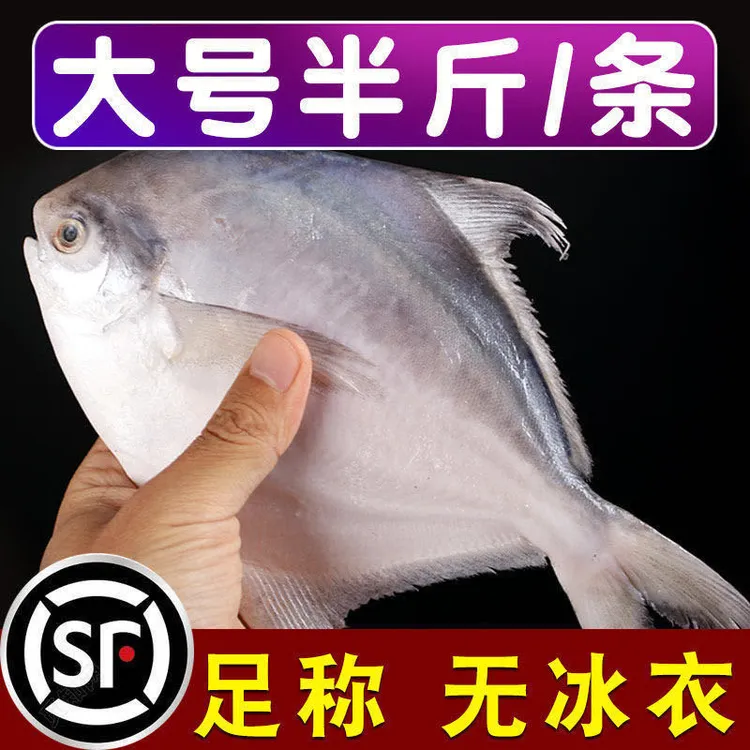 （无冰衣半斤一条）新鲜冷冻野生东海白鲳鱼银鲳鱼海鲳鱼平鱼鲳鳊鱼