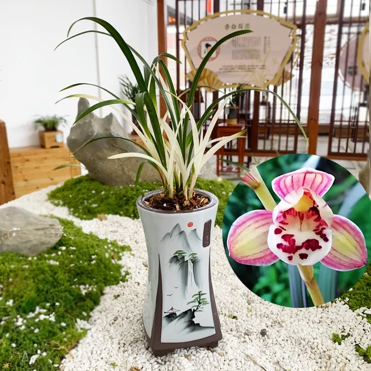 高端白艺草【白玉凤】兰花室内种植开花浓香美观绿植花卉