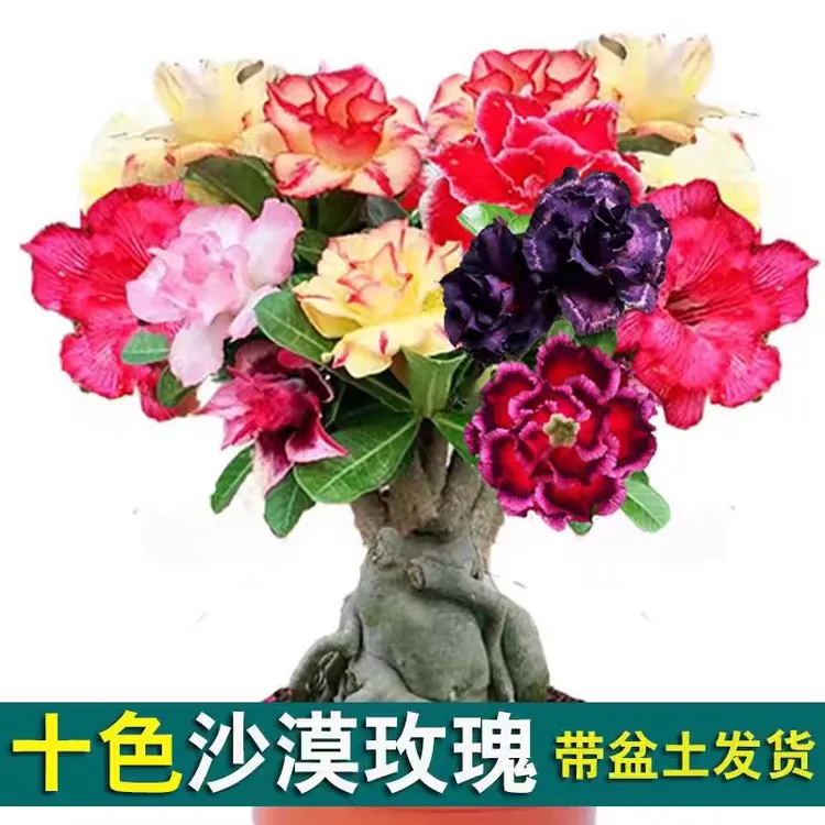 重瓣多色沙漠玫瑰花苗盆栽绿植四季花卉植物老桩室内花卉绿植盆栽