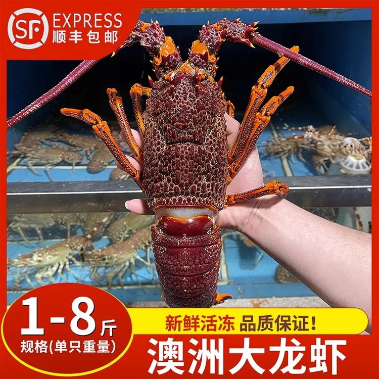 澳洲龙虾鲜活冷冻澳龙大虾波士顿龙虾新鲜海鲜红龙速冻饱满冷链