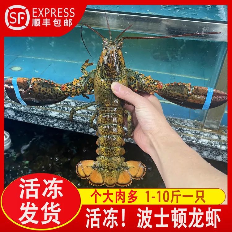 冰鲜波士顿龙虾特大1斤-10斤波龙海鲜水产加拿大波斯顿澳洲大龙虾