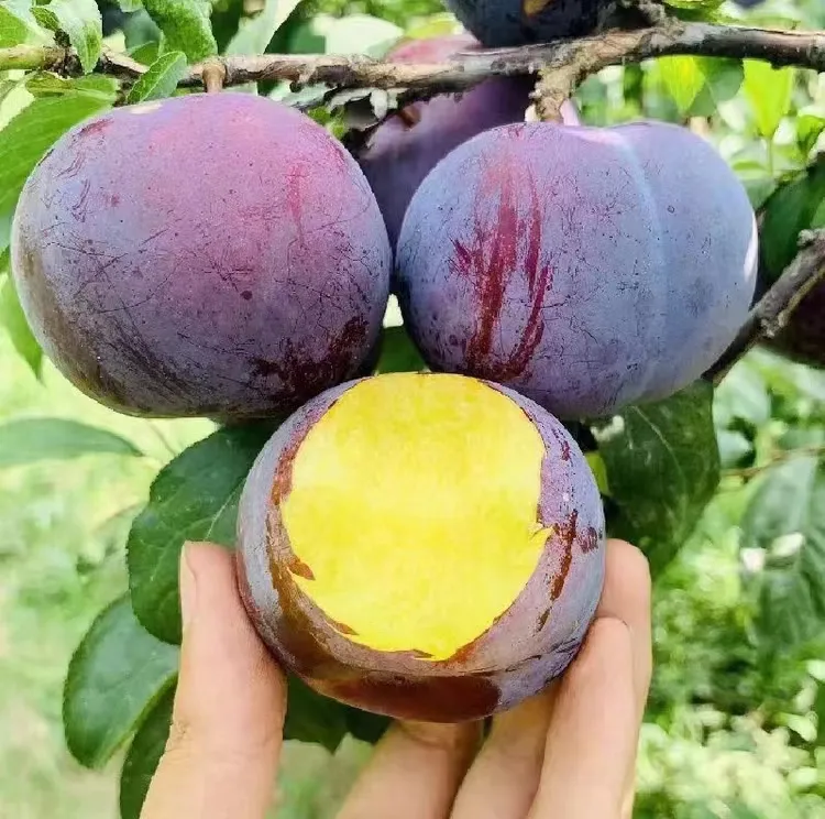 新鲜现摘水果李子