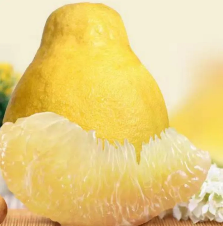 湖北宜昌正宗新鲜沙田柚丑柚甜柚子产地果园白肉柚多汁5斤装包邮