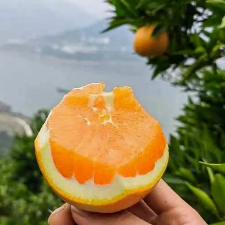 【临期福利】秭归九月红秋橙生鲜自然熟新鲜当季水果果冻橙5斤包邮