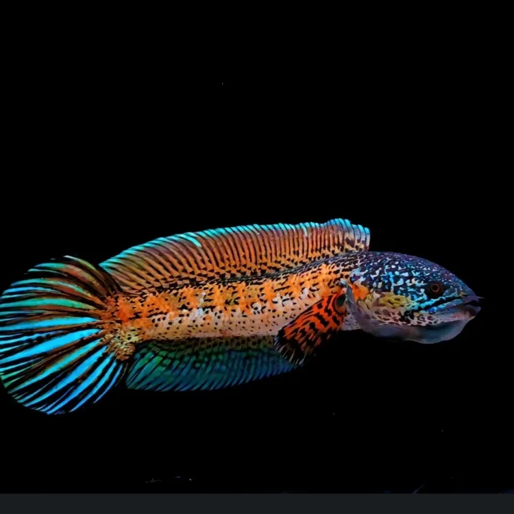 野生黄金眼镜蛇雷龙