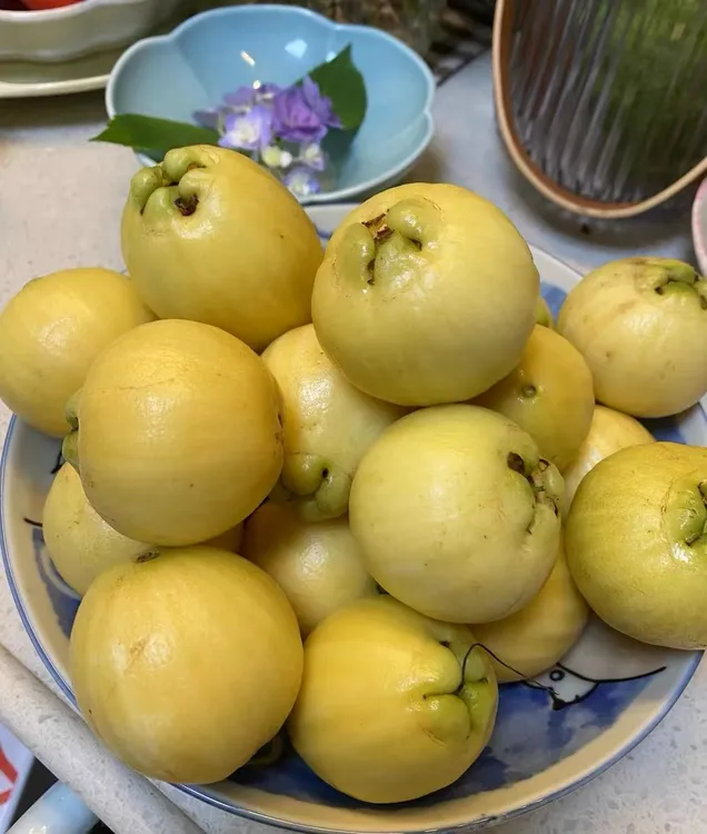 莲雾水蒲桃叮当果 蒲桃自种优质水果，顺丰速运，净重1至3斤