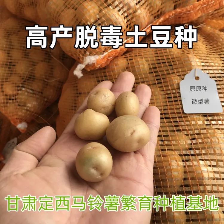 土豆种0.8-3克微型薯原原种甘肃定西洋芋马铃薯