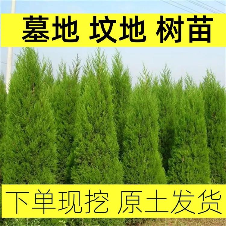 柏树墓地用松四季常青塔柏树苗侧柏桧柏清明松扁柏松柏荒山绿化