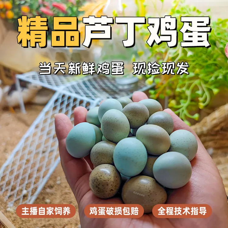 精品芦丁鸡种蛋网红阳台迷你鸡德系纯配礼孵化健康服蛋食用农产品