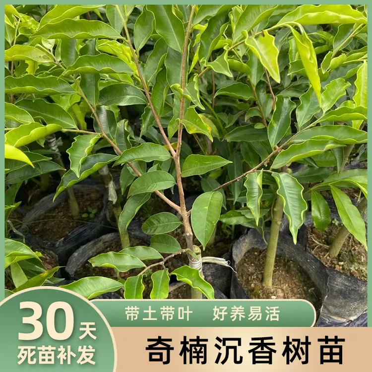 奇楠沉香苗嫁接绿棋楠树苗名贵苗木树种高价值钱庭院绿植带叶发货