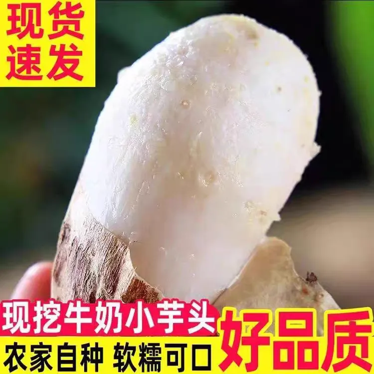 2024新牛奶小芋头山东农家自种小毛芋头软糯拉丝新鲜粉糯香芋艿芋