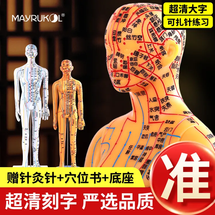 中医经络通针灸人体穴位模型十二经络教学模型高清大字软练习