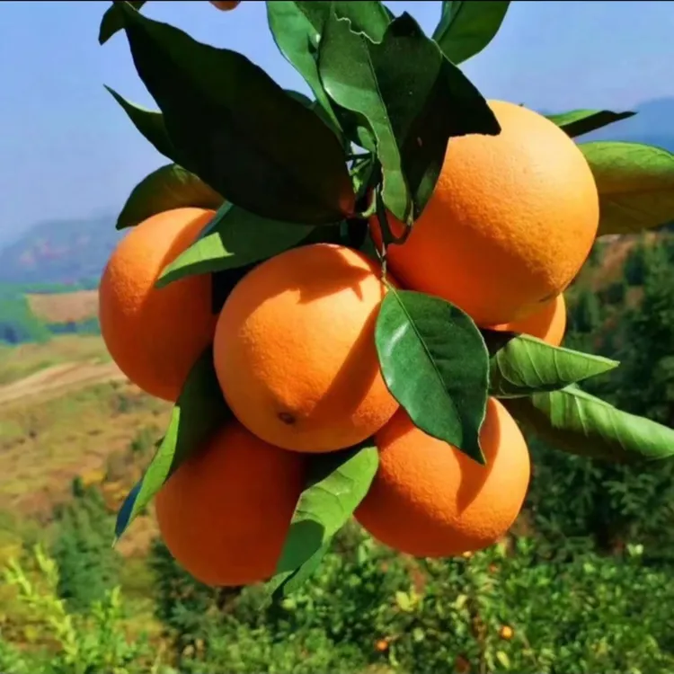 【江西赣南脐橙 】新鲜营养多汁皮薄农家果园产地直发5/10/20斤