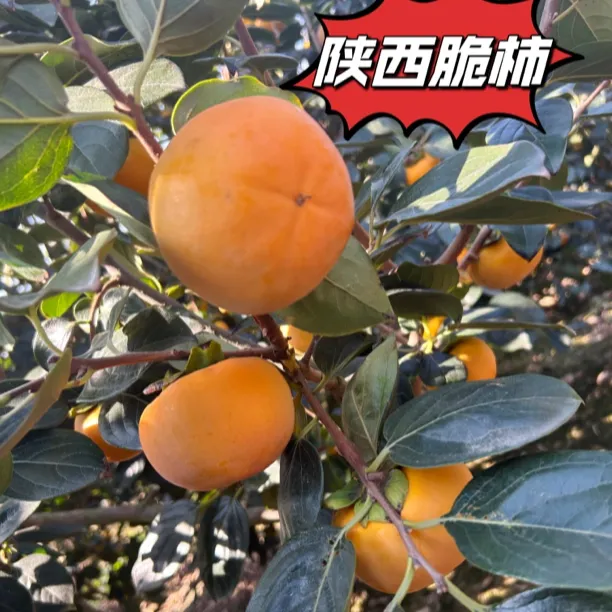 陕西 高山 巧克力甜柿子 脆甜可口 新鲜采摘 皮薄肉厚 老少皆宜  