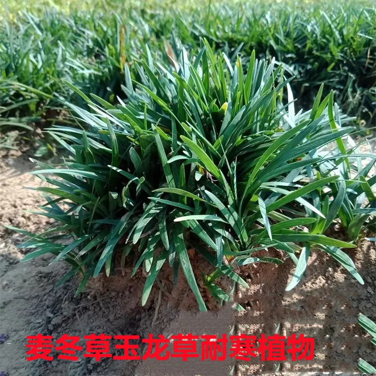 正宗矮麦冬草玉龙草四季常青耐阴草坪苗中叶细叶免修剪庭院植物