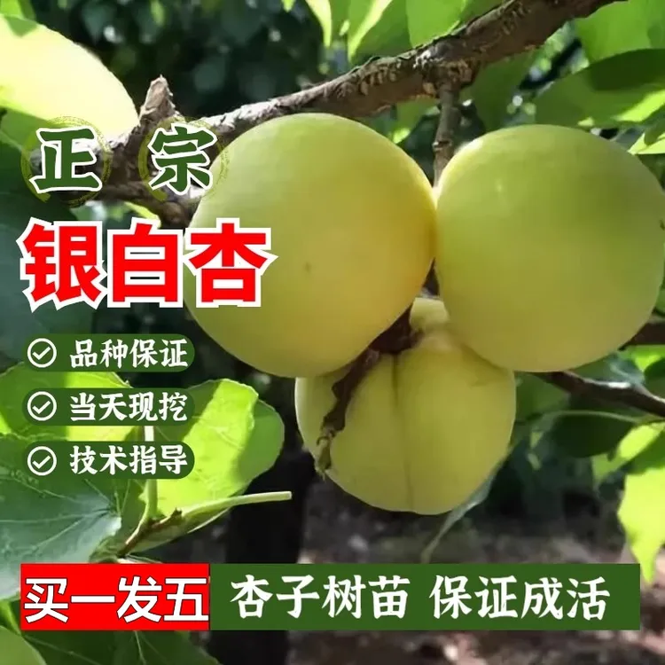 特大香白杏树苗活苗栽嫁接杏子树苗南北方地栽盆早熟当年结果树苗