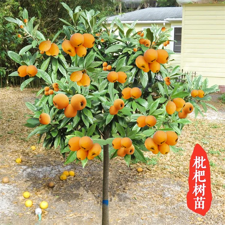 无核超甜特早熟枇杷苗新品反季节枇杷苗又称春节一号枇杷树苗大果