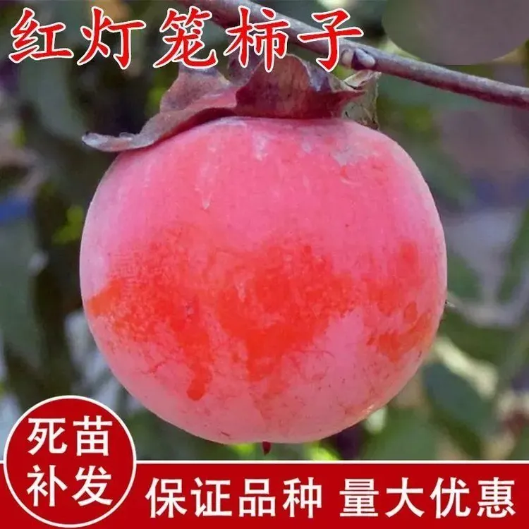 包成活嫁接红灯笼柿子树苗抗寒火晶柿北方南方种植果树苗原土发货