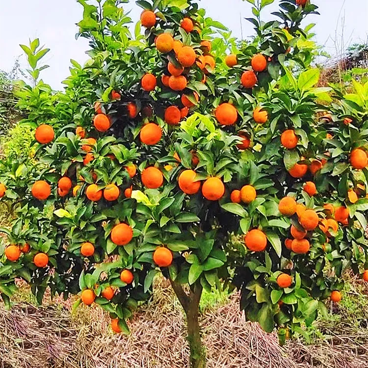 嫁接砂糖橘沙糖桔树苗地栽盆栽南方北方种植橘子树苗柑桔果树果苗