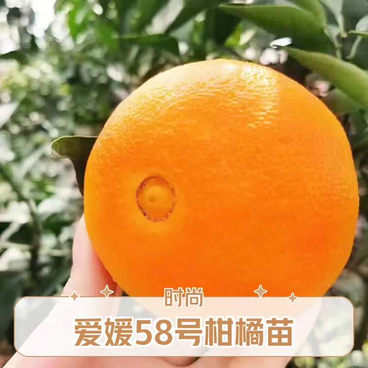 爱媛58号红美人柑橘正宗嫁接树苗早熟橘子苗无籽嫁接果冻橙树苗木