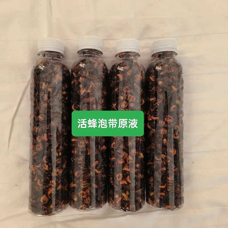生鲜金环虎头蜂老蜂一个一元一百只起发 现抓现泡当天蜂