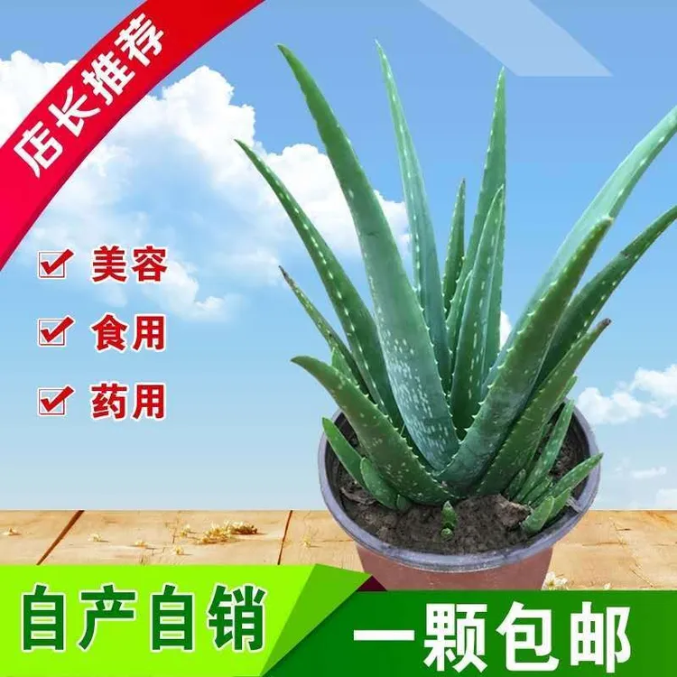 库拉索芦荟苗盆栽多肉植物美容灌肤补水食用室内外花卉绿植