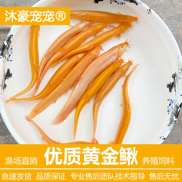 沐豪宠宠【黄金泥鳅】观赏鱼冷水淡水鱼练手清洁工具鱼好养耐活的鱼