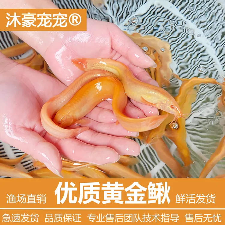 沐豪宠宠【黄金泥鳅】金龙鳅冷水观赏鱼鱼缸清洁工具鱼好养耐活的鱼