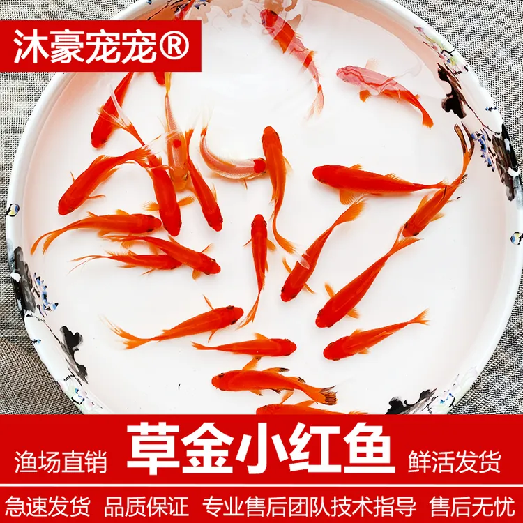 沐豪宠宠【小红鱼】观赏鱼冷水鱼淡水鱼草金好养耐活的金鱼懒人养鱼