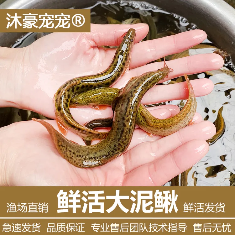 沐豪宠宠【29.8元/斤、鲜活大泥鳅】泥鳅塘口活台湾泥鳅苗活黄泥鳅苗