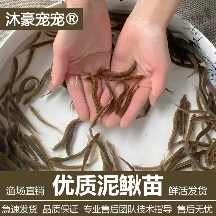沐豪宠宠台湾泥鳅苗小泥鳅幼苗鲜活淡水鱼养殖鱼钓鱼筏钓打窝泥鳅