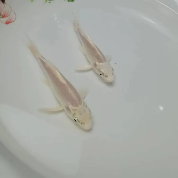沐豪宠宠【掌柜推荐】白金锦鲤招财鱼龙凤锦鲤小鱼苗观赏鱼冷水鱼苗