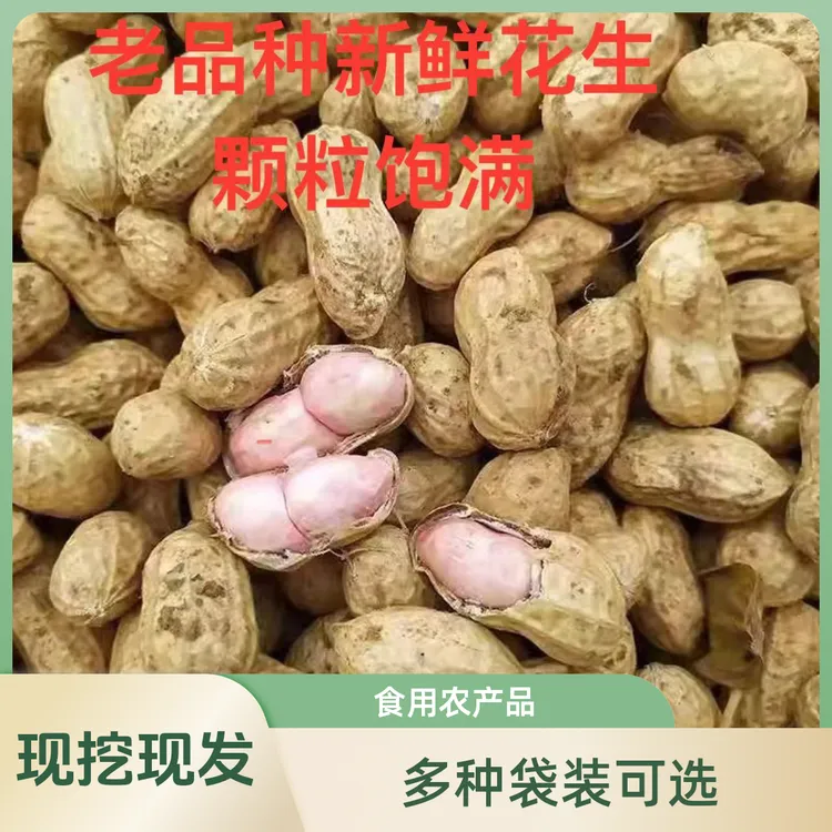 新鲜现挖2025年罗汉果小白沙农家现挖新鲜生湿花生现挖现发