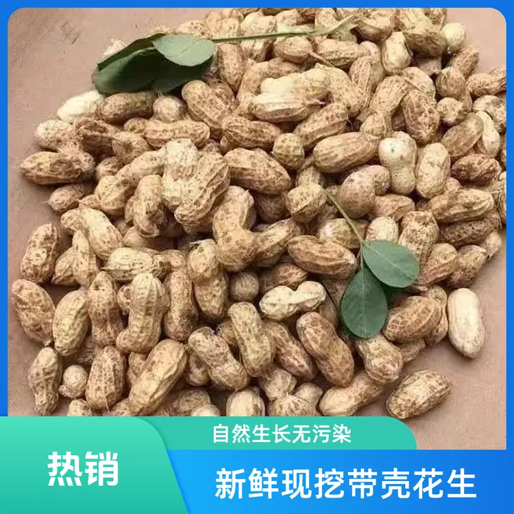 新鲜现挖安徽农家现挖新鲜湿花生现挖现发1斤3斤5斤袋装