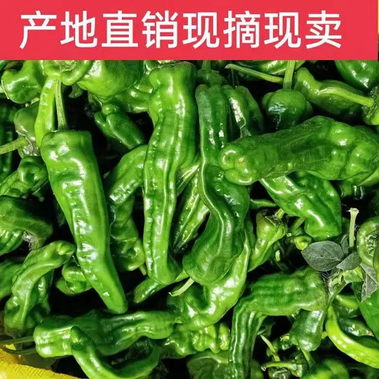 （中通快递）特辣薄皮香辣辣椒小螺丝椒青辣椒3斤5斤蔬菜大小混装