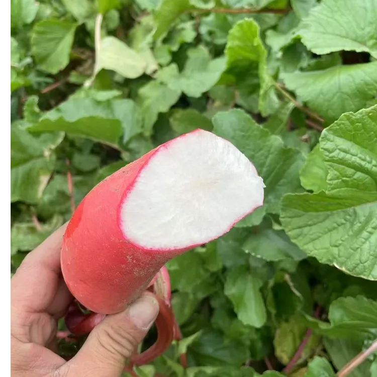 湖北新鲜蔬菜农家露天红皮萝卜农家蔬菜 农家自种大红袍萝卜