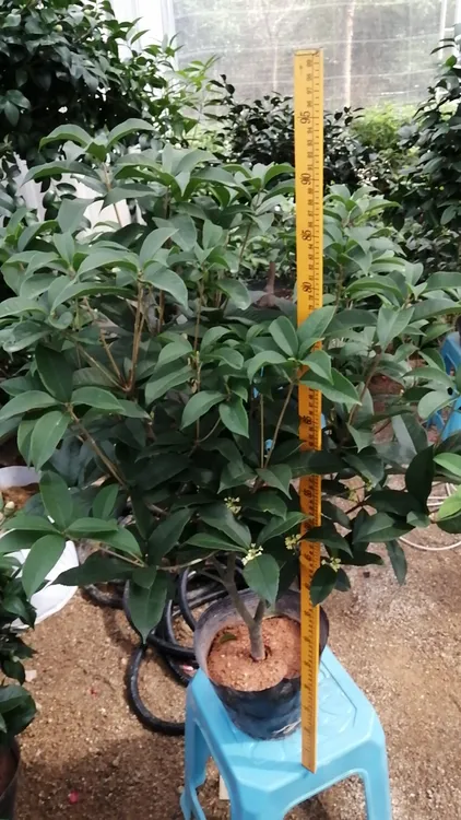 陈年老桩月月桂四季常开浓香型