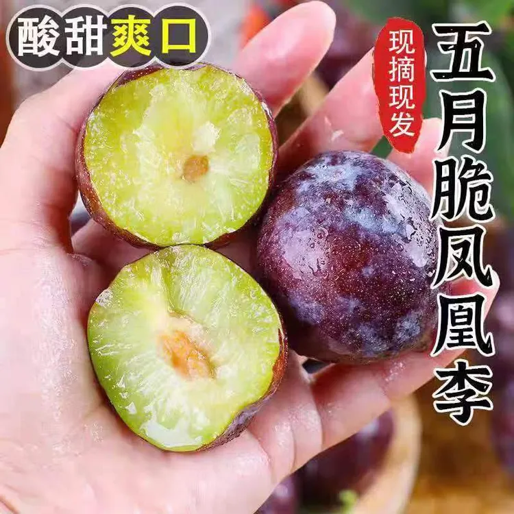 【京东包邮】四川正宗五月脆 凤凰李5斤装