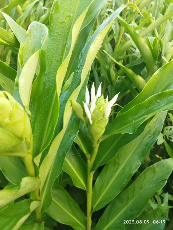 姜花蝴蝶百合花3束一束5枝顺丰特快今天发明天到户包开花