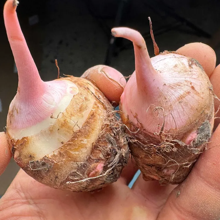 河南特产红芽芋头 嫩芋头仔5斤 新鲜现发货