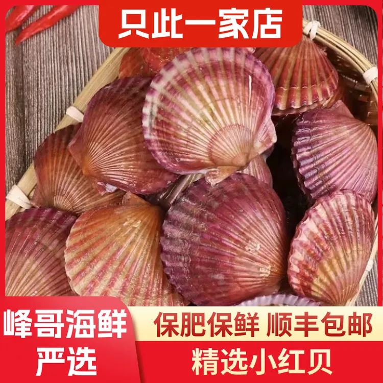 鲜活扇贝小红贝（免洗特大40只装6-10公分）鲜甜肥美鲜活发货保鲜